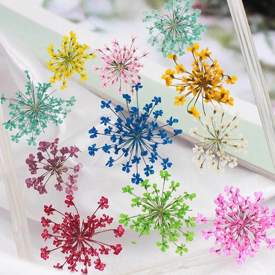Dried Flower Bookmark - 60 ชิ้นกดแห้ง 20-25 มิลลิเมตร Ammi Majus
