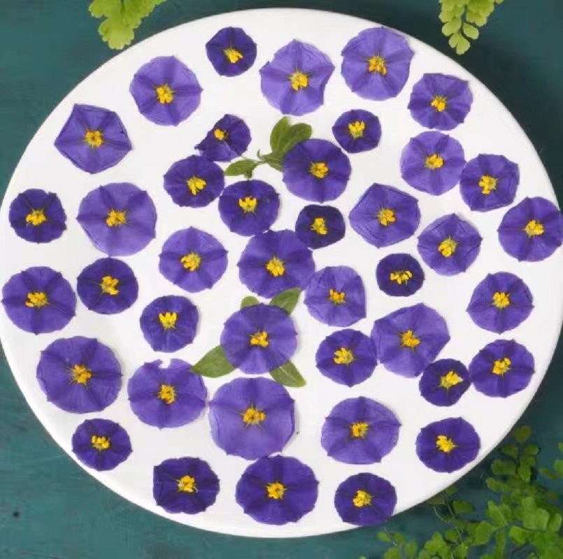 Dried Flower Bookmark - 100Pcs ทับแห้ง Lycianthes Rantonnetii ขมดอกไม้ Herbarium
