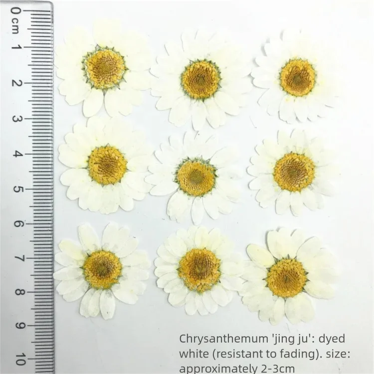 ดอกเบญจมาศแห้งย้อมสี 100 ชิ้น  - Dried Flower Bookmark บทวิจารณ์และราคา