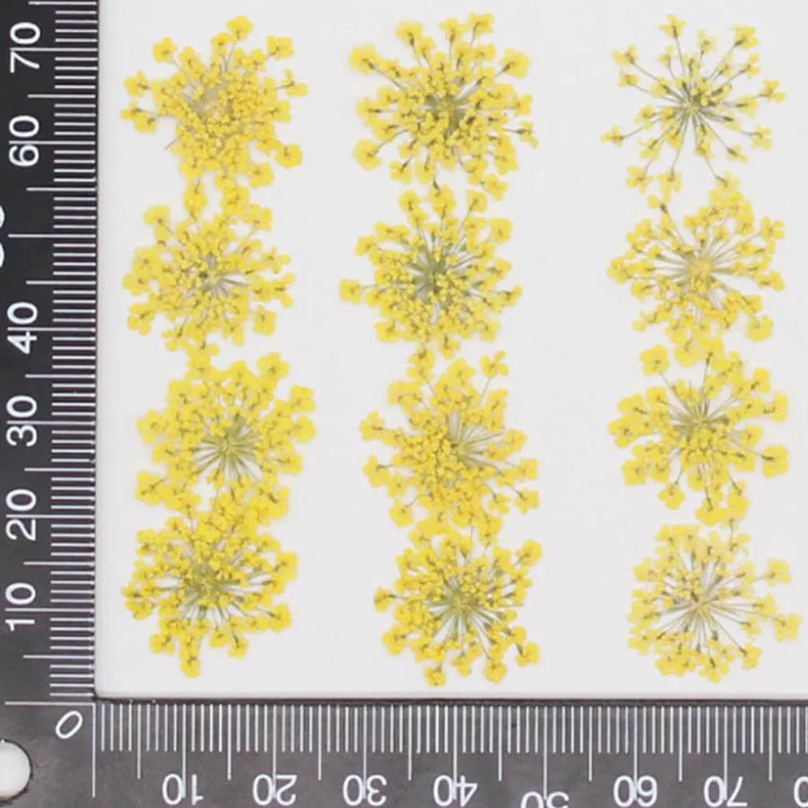 60 ชิ้นกดแห้ง 20-25 มิลลิเมตร  - Dried Flower Bookmark บทวิจารณ์และราคา
