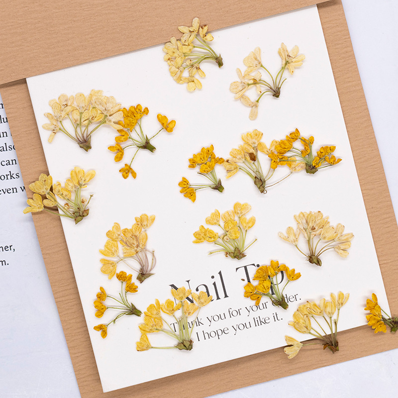 24 ชิ้น, ดอกไม้แห้งธรรมชาติแท้ - Dried Flower Bookmark บทวิจารณ์และราคา